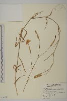 長萼瞿麥藏品圖，第1張