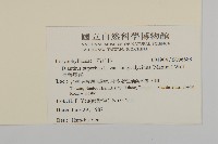 長萼瞿麥藏品圖，第2張