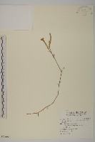 長萼瞿麥藏品圖，第1張