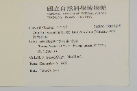 長萼瞿麥藏品圖，第2張