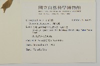 狗筋蔓藏品圖，第2張