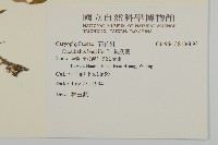 狗筋蔓藏品圖，第2張