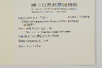 玉山蠅子草藏品圖，第2張