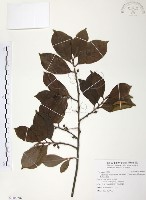 森氏紅淡比藏品圖，第1張