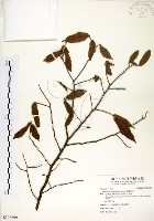 柳葉山茶藏品圖，第1張