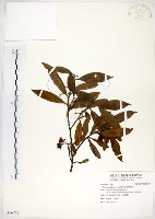 台灣楊桐藏品圖，第1張