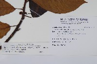 水冬瓜藏品圖，第2張