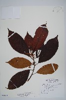 水冬瓜藏品圖，第1張