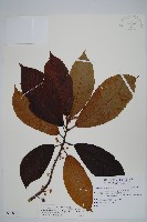 水冬瓜藏品圖，第1張