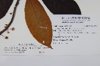 水冬瓜藏品圖，第2張