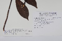 水冬瓜藏品圖，第2張