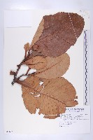 黃花第倫桃藏品圖，第1張