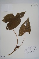 登錄號:S106725藏品圖，第1張