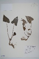 登錄號:S106726藏品圖，第1張