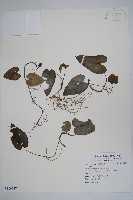 登錄號:S106727藏品圖，第1張