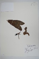 登錄號:S106728藏品圖，第1張