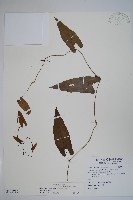 蜂窩馬兜鈴藏品圖，第1張