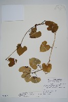 港口馬兜鈴  藏品圖，第1張