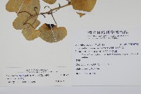 港口馬兜鈴  藏品圖，第2張