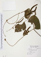 山葛藏品圖，第1張