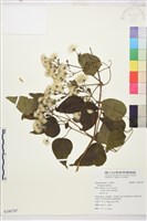 葡萄葉鐵線蓮藏品圖，第1張