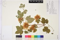 登錄號:S106792藏品圖，第1張