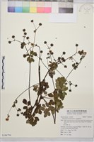 爪哇唐松草藏品圖，第1張