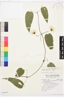 亨利氏鐵線蓮藏品圖，第2張