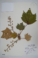 華參、裡白八角金盤藏品圖，第1張