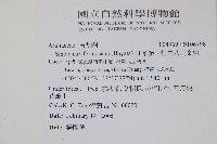 華參、裡白八角金盤藏品圖，第2張