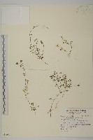 阿里山卷耳藏品圖，第1張