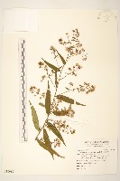 蔓黃菀藏品圖，第1張