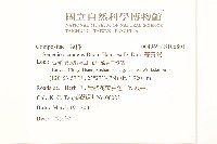 蔓黃菀藏品圖，第2張