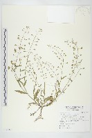 薺藏品圖，第1張