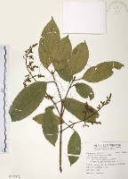 山香圓藏品圖，第1張