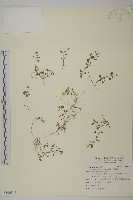 臺灣草莓藏品圖，第1張