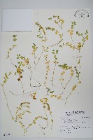 爵床藏品圖，第1張