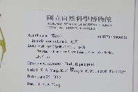 爵床藏品圖，第2張