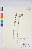 紫斑大戟藏品圖，第1張