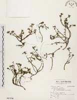 毛馬齒莧藏品圖，第1張