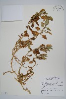 番杏藏品圖，第1張