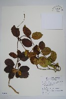 爬森藤藏品圖，第1張