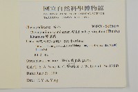 變葉藜藏品圖，第2張