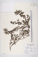 鱧腸藏品圖，第1張