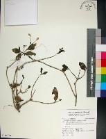 苦林盤藏品圖，第1張