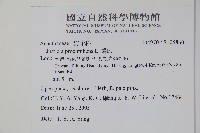 爵床藏品圖，第2張