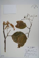 蘭嶼厚殼樹藏品圖，第1張