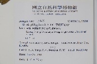 蘭嶼厚殼樹藏品圖，第5張