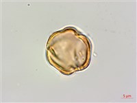 蘭嶼厚殼樹藏品圖，第2張