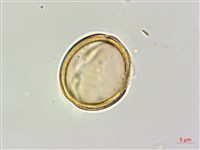 蘭嶼厚殼樹藏品圖，第4張